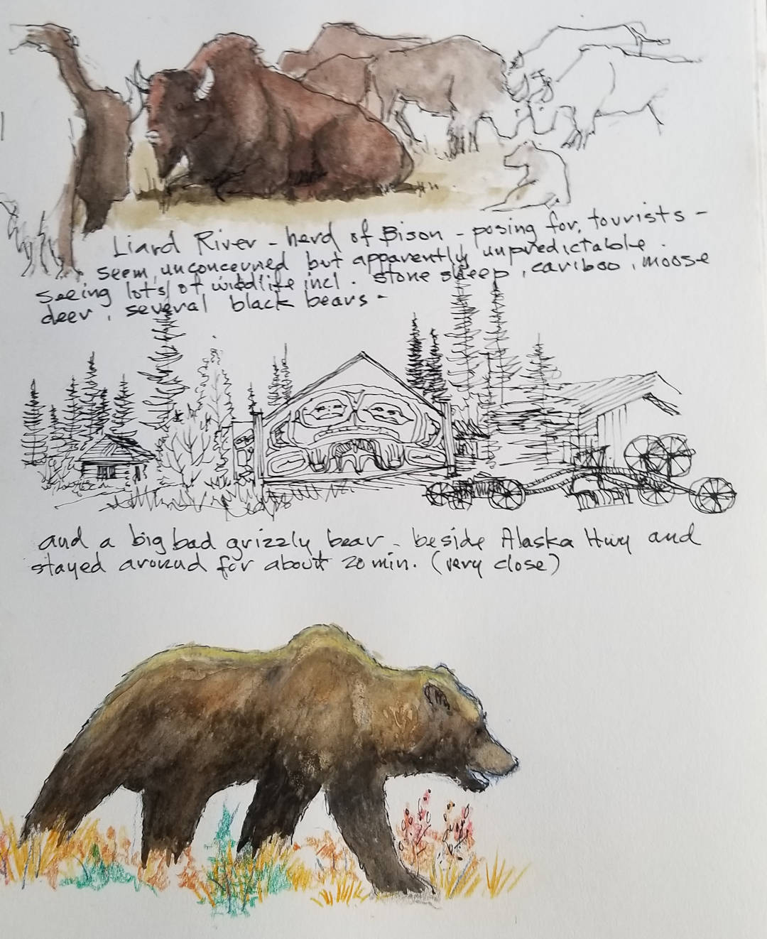 Herd of Bison, Big Bad Grizzly Bear — Teslin Lake, YT — Karl Willms