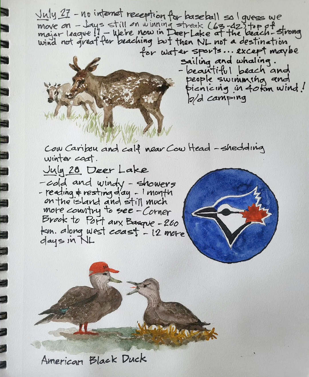 Cow Caribou and Calf — Cow Head, Newfoundland — Karl Willms