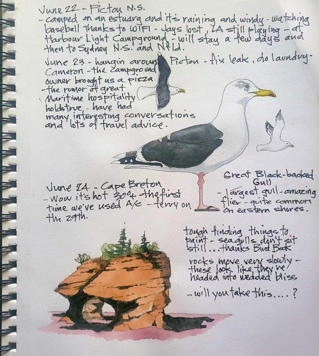 Great Black-backed Gull — Pictou, Nova Scotia — Karl Willms