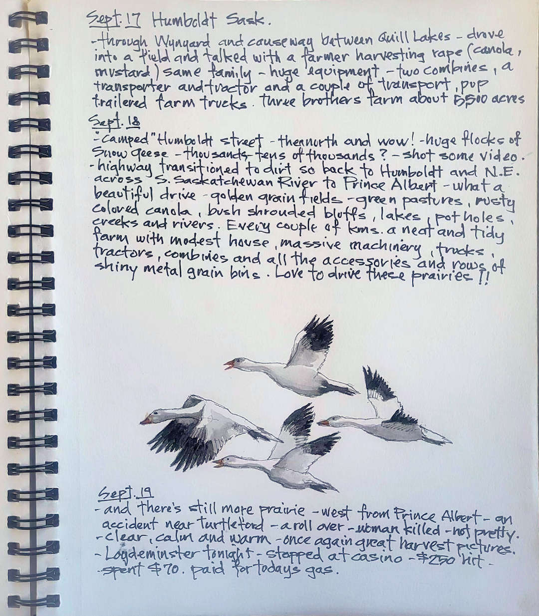 Snow Geese — Humboldt, Saskatchewan — Karl Willms