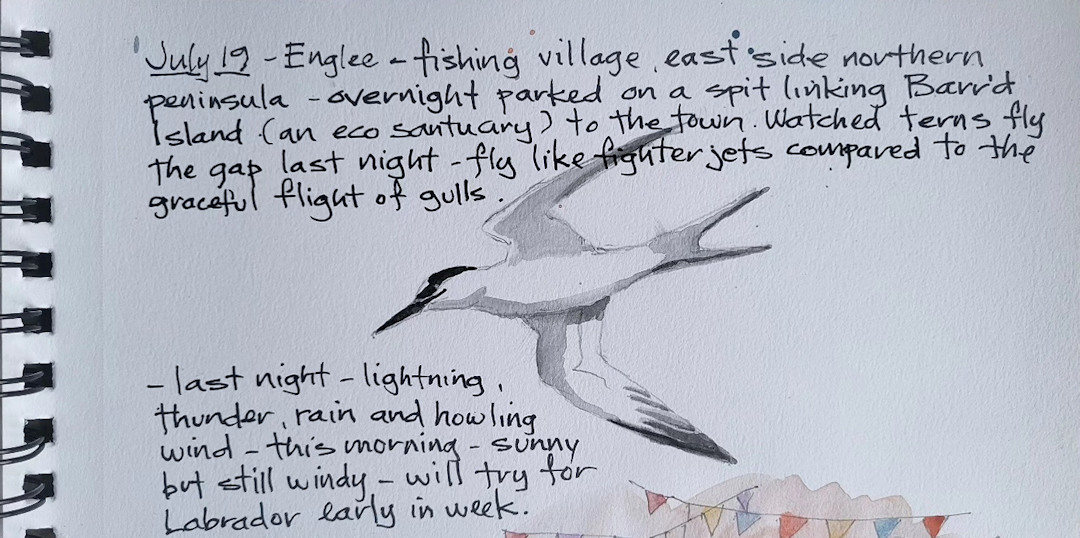 Tern Flying the Gap — Englee, Newfoundland — Karl Willms