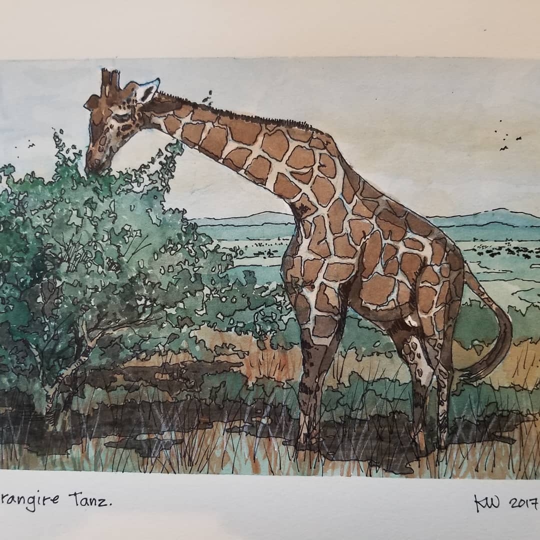 Giraffe — Tarangire, Tanzania — Karl Willms
