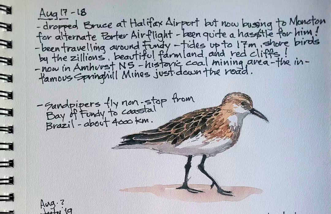 Sandpiper β Bay of Fundy β Karl Willms Sandpiper β Bay of Fundy β Karl Willms