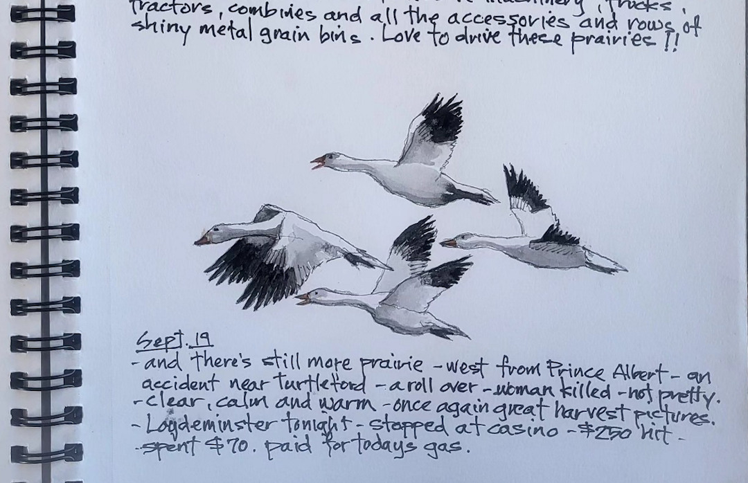 Snow Geese β Humboldt, Saskatchewan β Karl Willms Snow Geese β Humboldt, Saskatchewan β Karl Willms